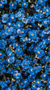 Превью обои цветы, синий, цветение, растение, декоративный