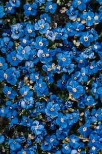 Превью обои цветы, синий, цветение, растение, декоративный
