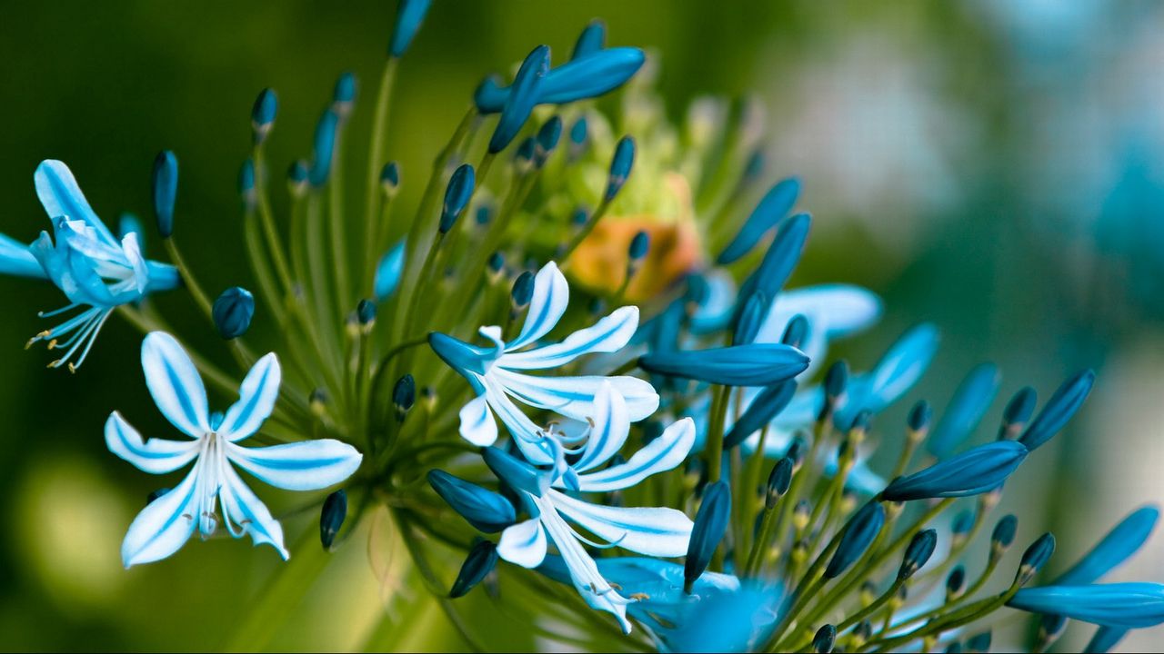 Обои цветы, синий, зеленый, макро, лепестки