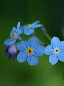 Превью обои цветы, синий, зеленый, маленький