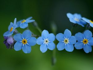 Превью обои цветы, синий, зеленый, маленький