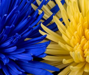 Превью обои цветы, синий, желтый, лепестки