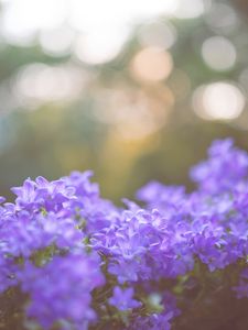Превью обои цветы, сиреневый, размытость