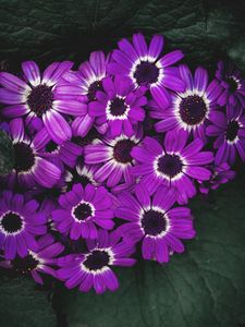 Превью обои цветы, сиреневый, цветение, лепестки