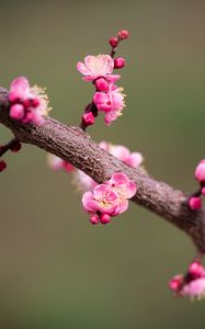 Превью обои цветы сливы, слива, цветы, лепестки, весна, ветка