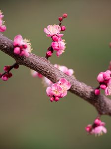 Превью обои цветы сливы, слива, цветы, лепестки, весна, ветка