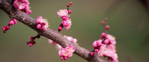 Превью обои цветы сливы, слива, цветы, лепестки, весна, ветка