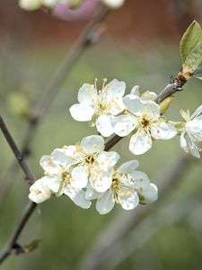 Превью обои цветы сливы, слива, цветы, лепестки, весна, белый