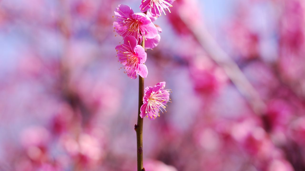 Обои цветы сливы, цветы, весна, лепестки, розовый