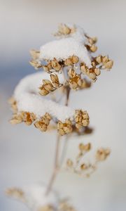 Превью обои цветы, снег, сухой, макро, зима