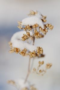 Превью обои цветы, снег, сухой, макро, зима