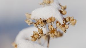 Превью обои цветы, снег, сухой, макро, зима