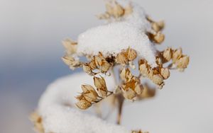 Превью обои цветы, снег, сухой, макро, зима