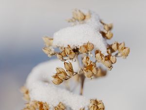Превью обои цветы, снег, сухой, макро, зима