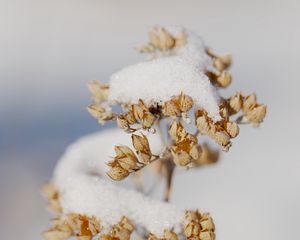 Превью обои цветы, снег, сухой, макро, зима