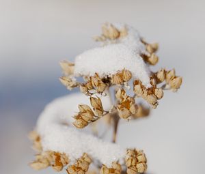 Превью обои цветы, снег, сухой, макро, зима