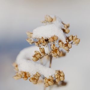 Превью обои цветы, снег, сухой, макро, зима