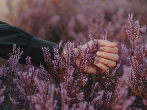 Превью обои цветы, соцветия, фиолетовый, рука, пальцы