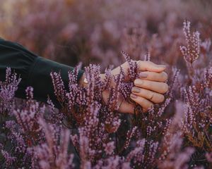 Превью обои цветы, соцветия, фиолетовый, рука, пальцы