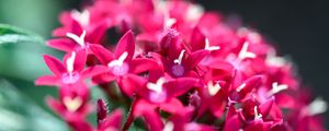 Превью обои цветы, соцветия, красный, макро, цветение