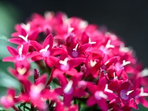 Превью обои цветы, соцветия, красный, макро, цветение