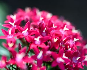Превью обои цветы, соцветия, красный, макро, цветение