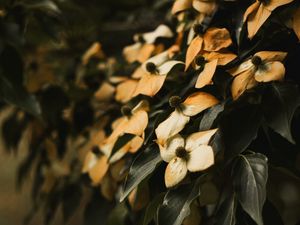 Превью обои цветы, сухой, листья, растение, куст