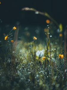 Превью обои цветы, трава, луг, макро, фокус