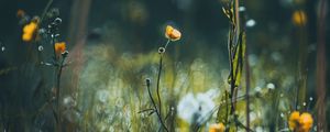 Превью обои цветы, трава, луг, макро, фокус