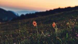 Превью обои цветы, трава, лужайка, сумерки, пейзаж