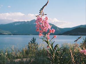 Превью обои цветы, трава, пейзаж, горы, озеро