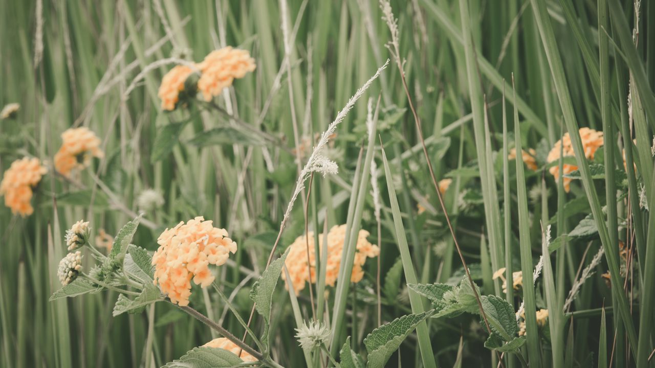 Обои цветы, трава, поле