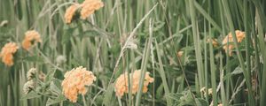 Превью обои цветы, трава, поле