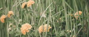 Превью обои цветы, трава, поле