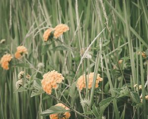 Превью обои цветы, трава, поле