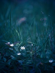 Превью обои цветы, трава, полевой цветок, размытость