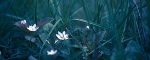 Превью обои цветы, трава, полевой цветок, размытость