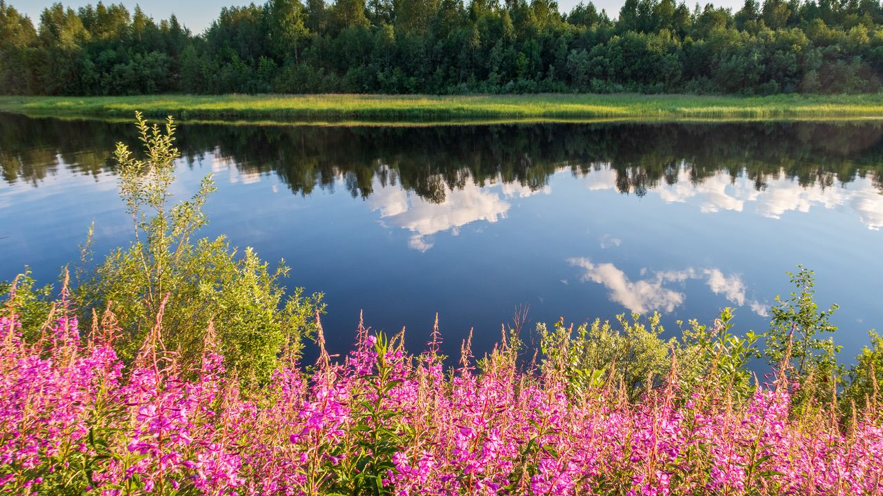 Цветы отражение фото