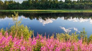 Превью обои цветы, трава, река, отражение, природа