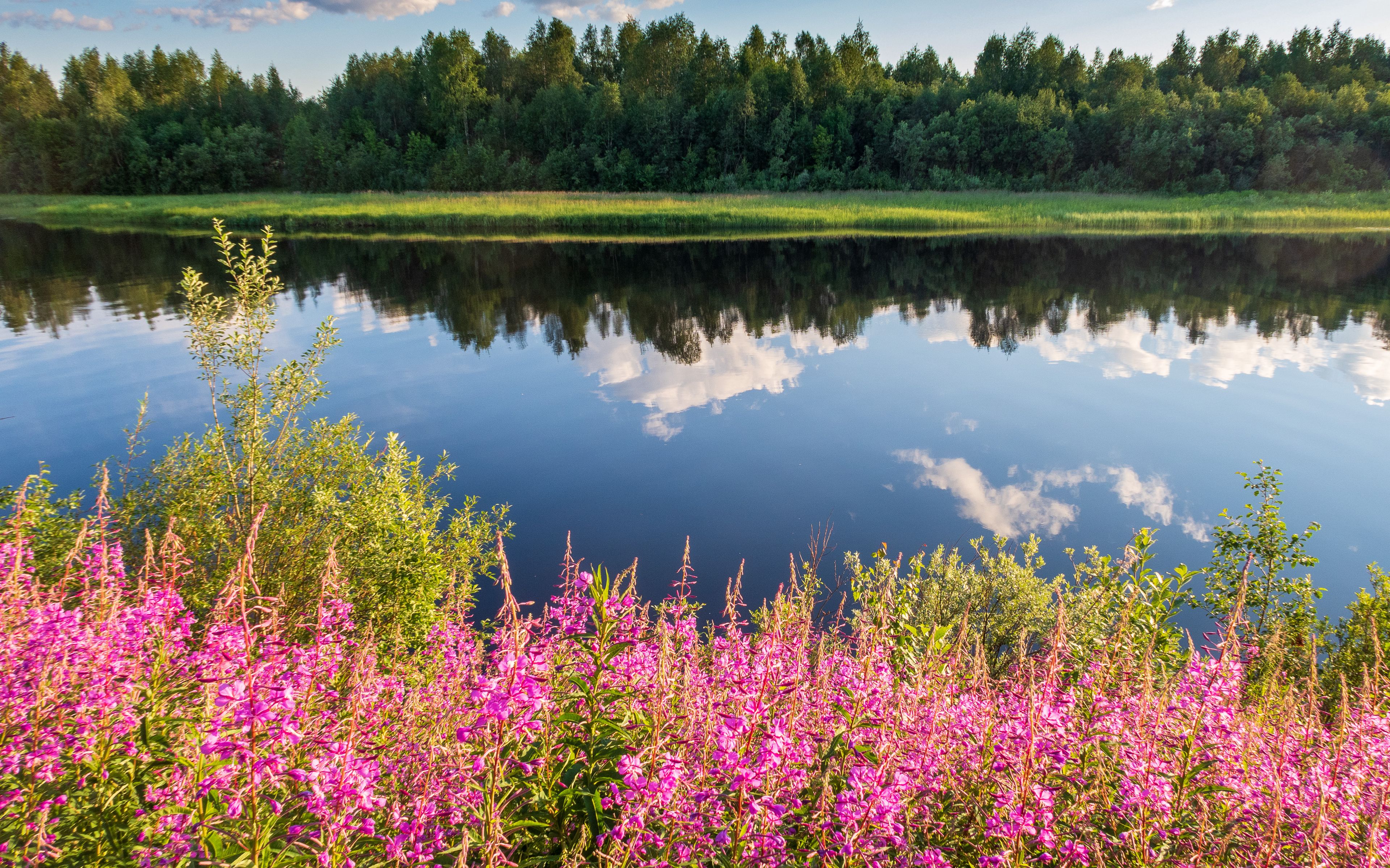 Река трава. Природа. Цветочная река. Природа река. Трава цветёт вдоль русла рек цветники фиолетывае.