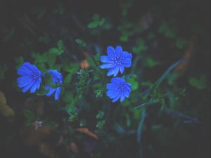 Превью обои цветы, трава, синий