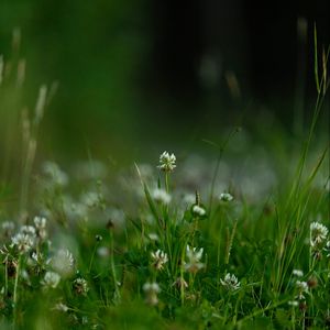Превью обои цветы, трава, зелень, макро, весна