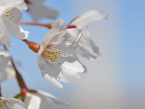 Превью обои цветы, цвет, небо, весна, цветение