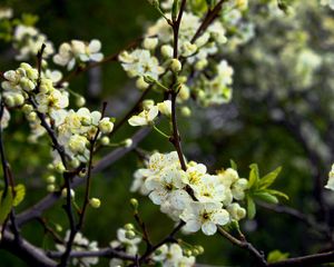 Превью обои цветы, цветение, дерево, весна, тень, влажный