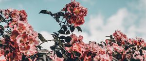 Превью обои цветы, цветение, куст, небо