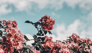 Превью обои цветы, цветение, куст, небо