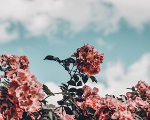 Превью обои цветы, цветение, куст, небо
