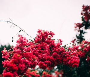 Превью обои цветы, цветение, кусты, розовый, листья