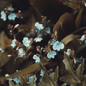 Превью обои цветы, цветение, листья, маленькие цветы