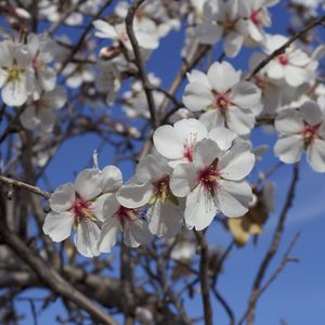 Превью обои цветы, цветение, миндальное дерево, весна